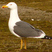 Lesser Black-backed Gull